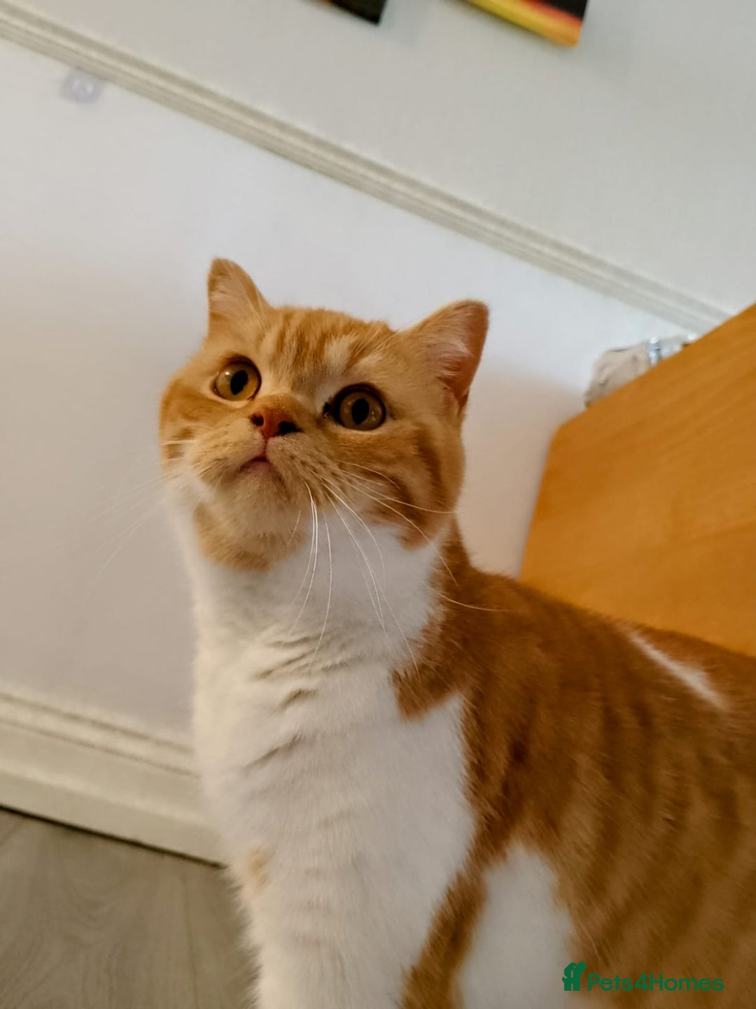 British Shorthair cats for sale: Pedigree ginger & white British short hair female  in Dover - Image 10