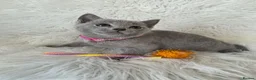 Russian Blue cats for sale: Stunning Russian blue kittens  - Advert 7