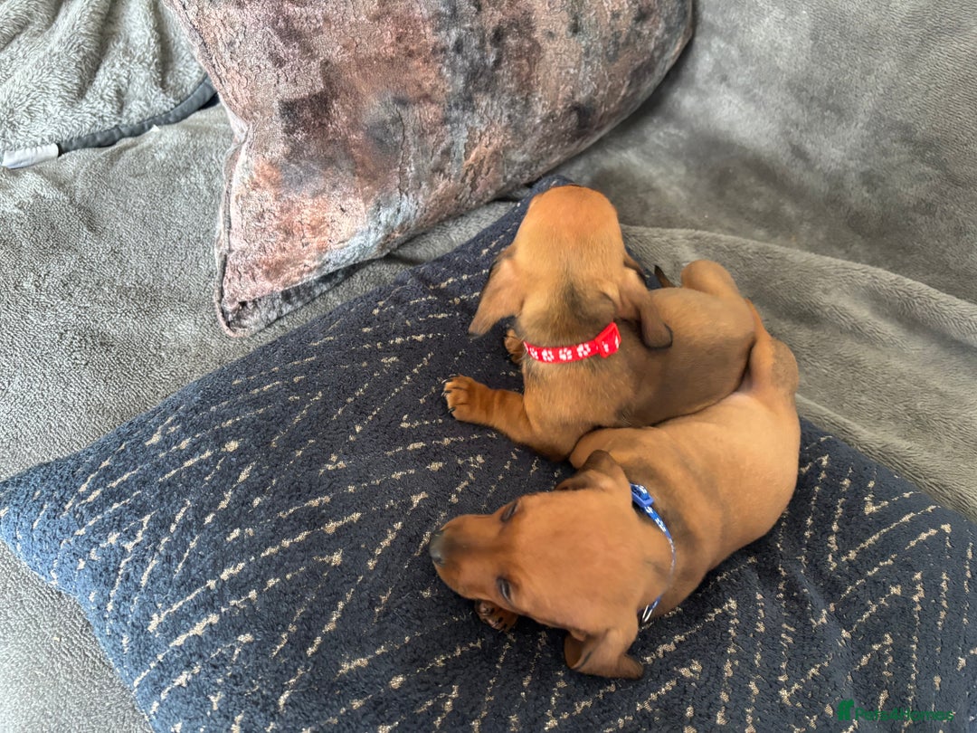 Miniature Dachshund dogs for sale: Stunning Brindle Dachshunds  - Image 11