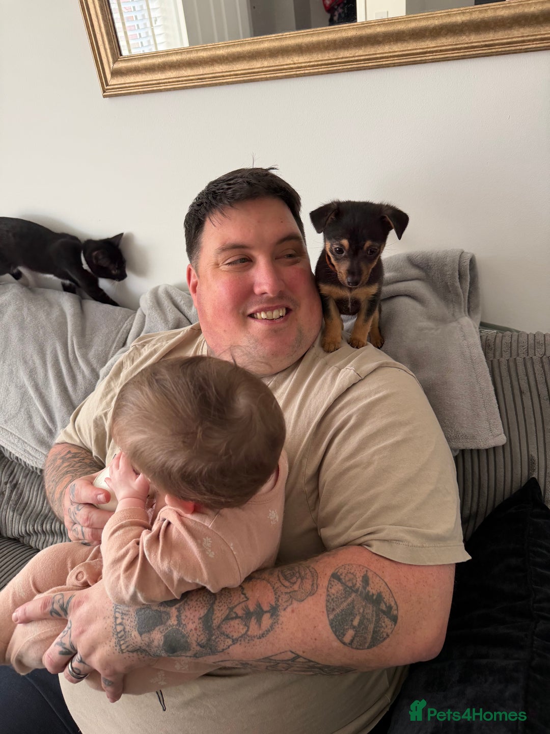 Mixed Breed dogs for sale: Lila  - Advert 6