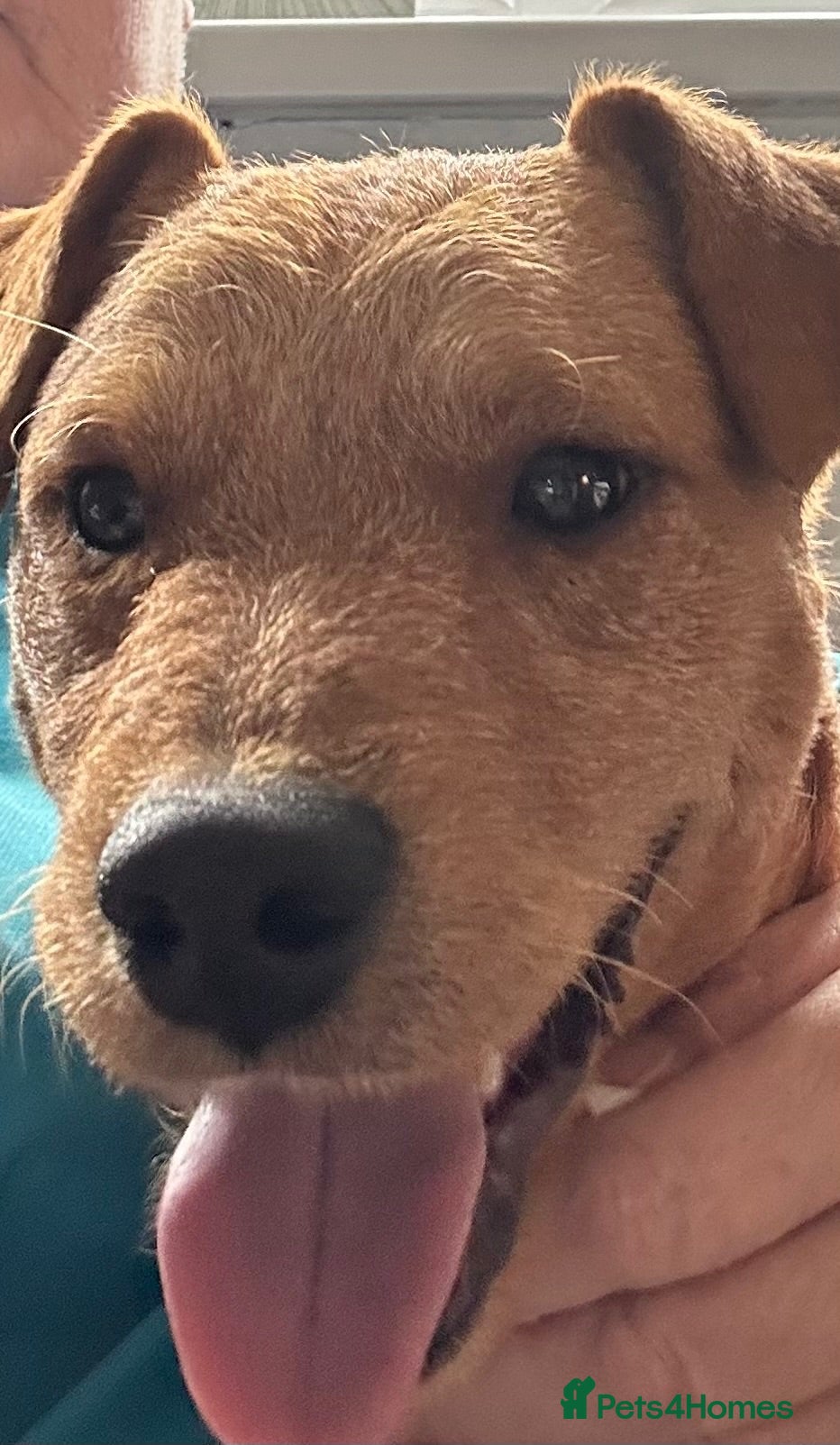 Mixed Breed dogs Axel  - Advert 11