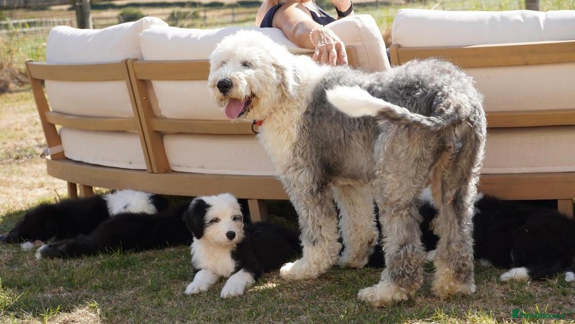 Old English Sheepdog dogs KC Registered Old english Sheepdog - Advert 1