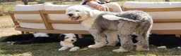 Old English Sheepdog dogs for sale: KC Registered Old english Sheepdog - Advert 1