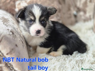 Welsh Corgi Pembroke dogs - Advert 4