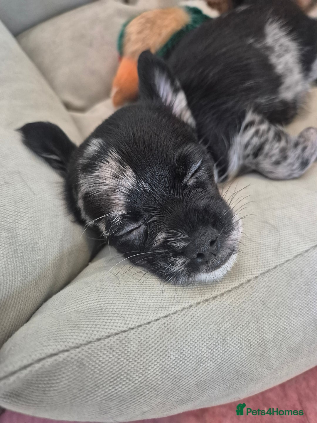 Chihuahua dogs for sale: 3 beautiful tiny pure breed chihuahua  - Advert 13