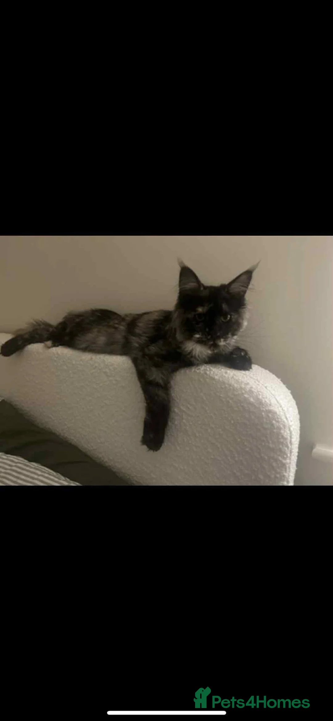 Maine Coon cats for adoption: Two Beautiful 1 year old Neutered Mainecoons  - Advert 15