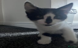 Mixed Breed cats for sale: Bengal x British long hair kittens  - Image 15