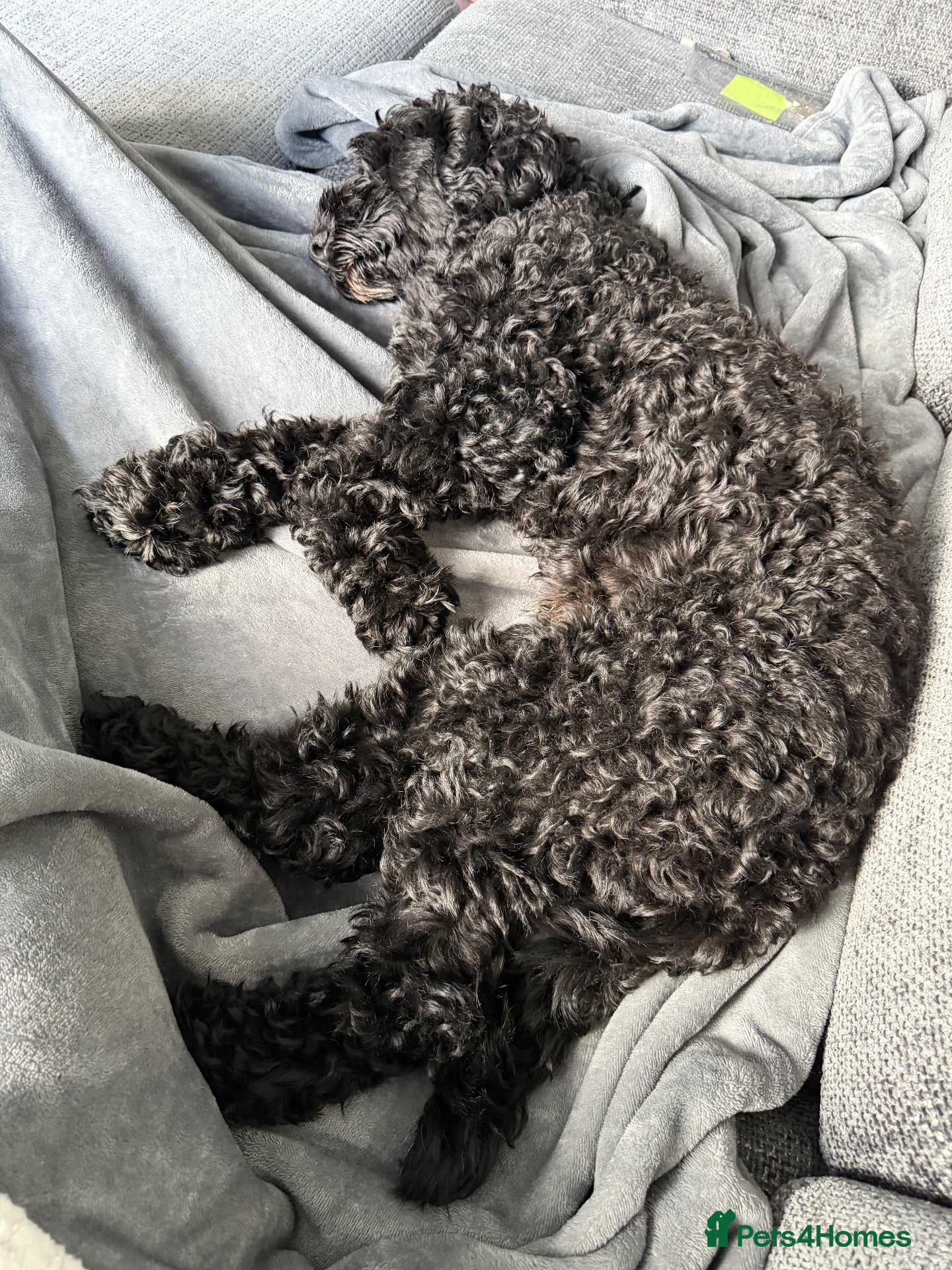 Cockapoo dogs for sale: Jett cockapoo - Advert 2