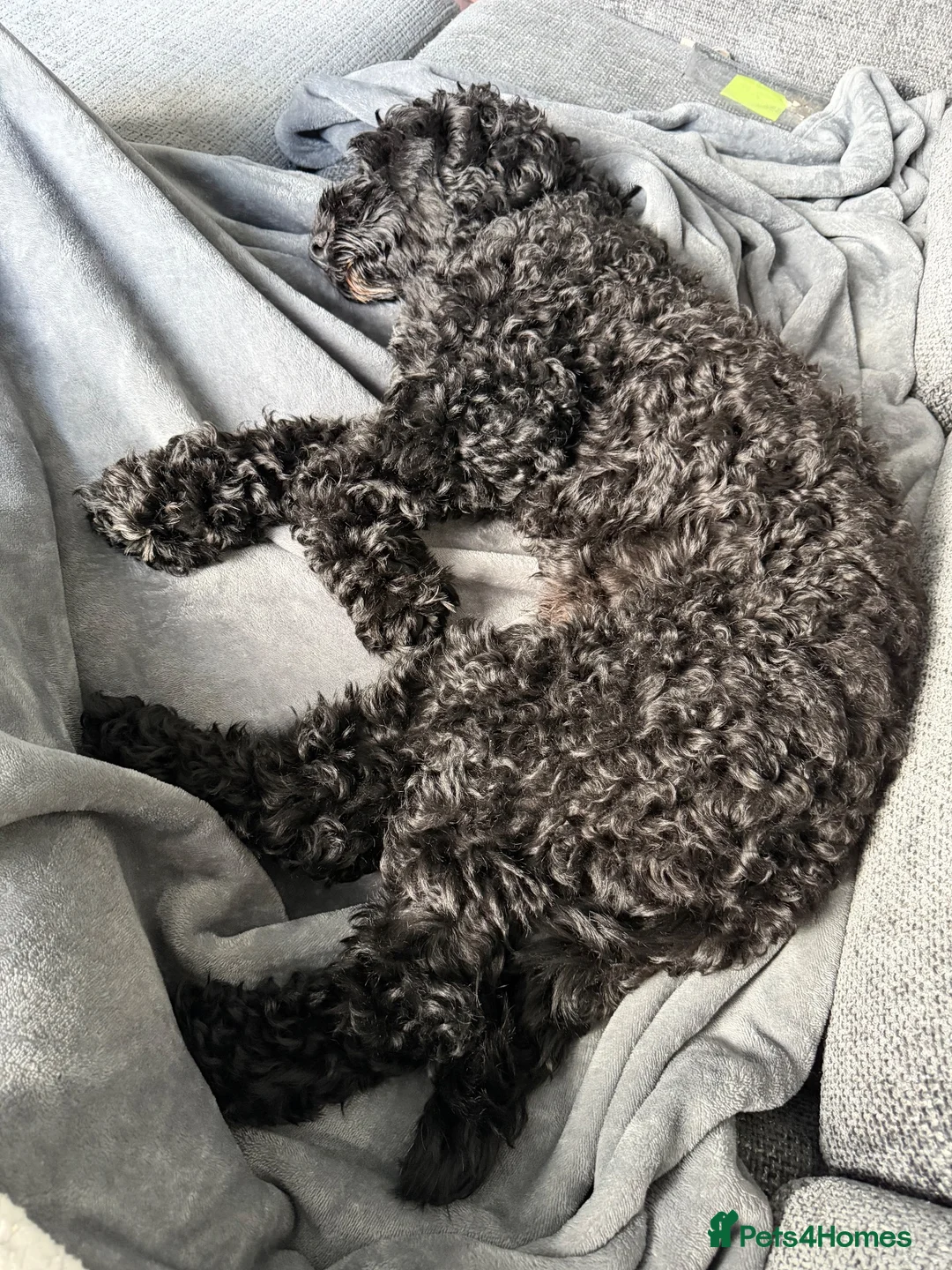 Cockapoo dogs for sale: Jett cockapoo in Tilbury - Advert 1