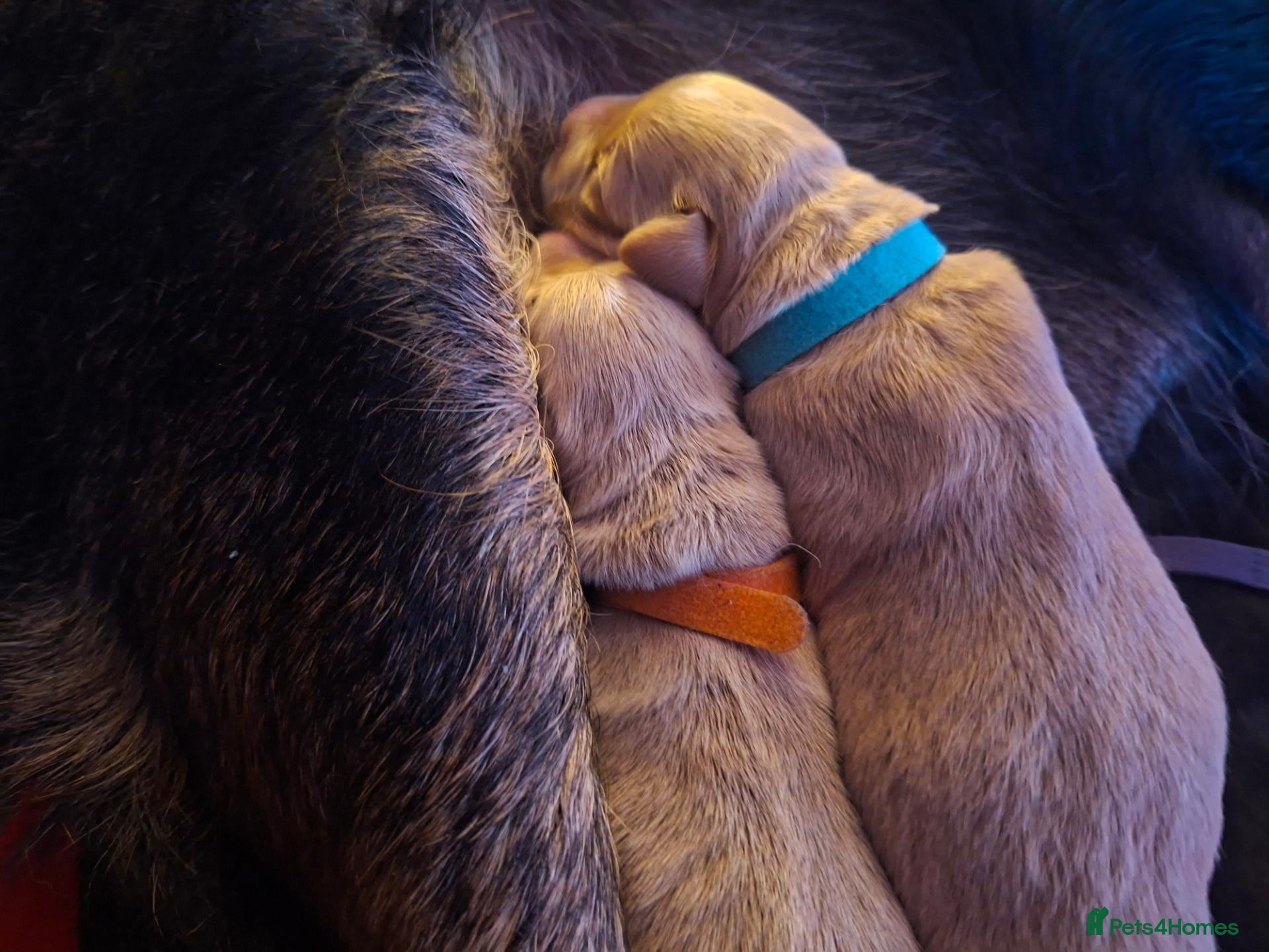 Mixed Breed dogs Gorgeous f1 border retreiver pups - Advert 2