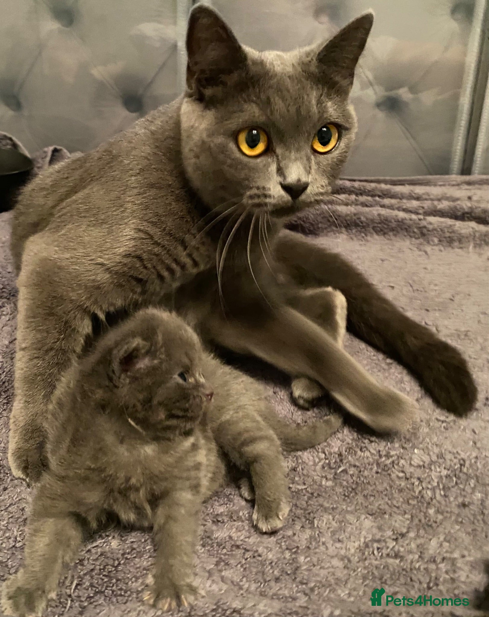 British Shorthair cats Amazing Pedigree British Shorthair Kittens  - Advert 2