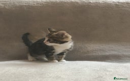 Mixed Breed cats for sale: Bring Home a Bundle of Joy Kittens Ready Oct. 2nd! - Image 4