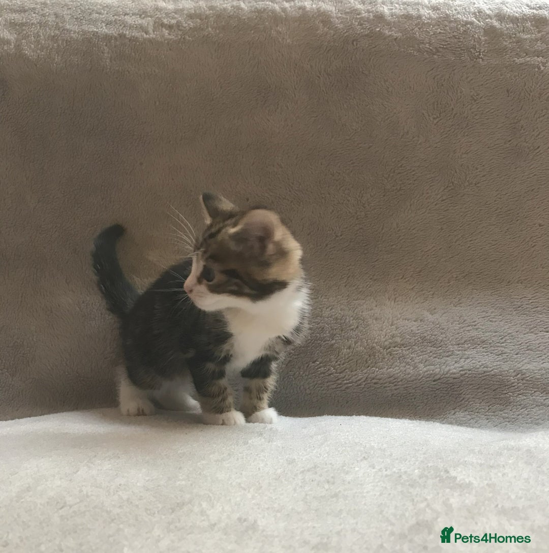Mixed Breed cats for sale: Bring Home a Bundle of Joy Kittens Ready Oct. 2nd! - Image 4