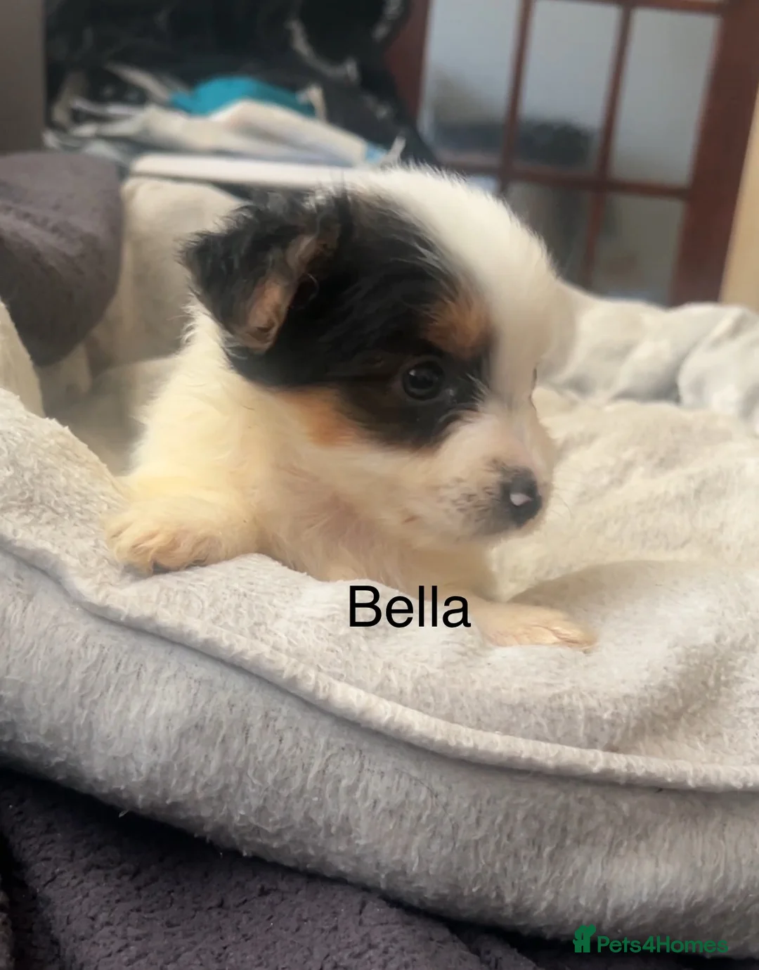 Biewer Terrier dogs for sale: Beautiful Biewer terrier puppies for sale  - Advert 11