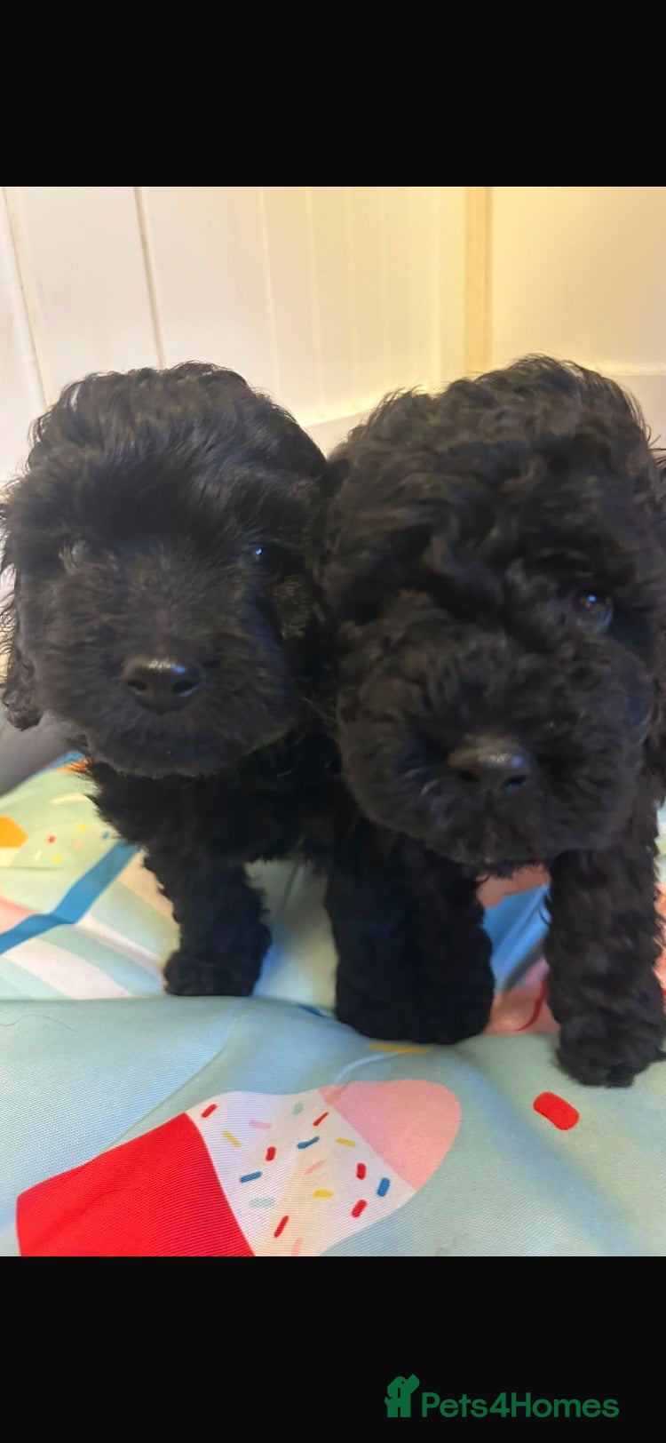 Cockapoo dogs Outstanding cockerpoo puppies  - Advert 2