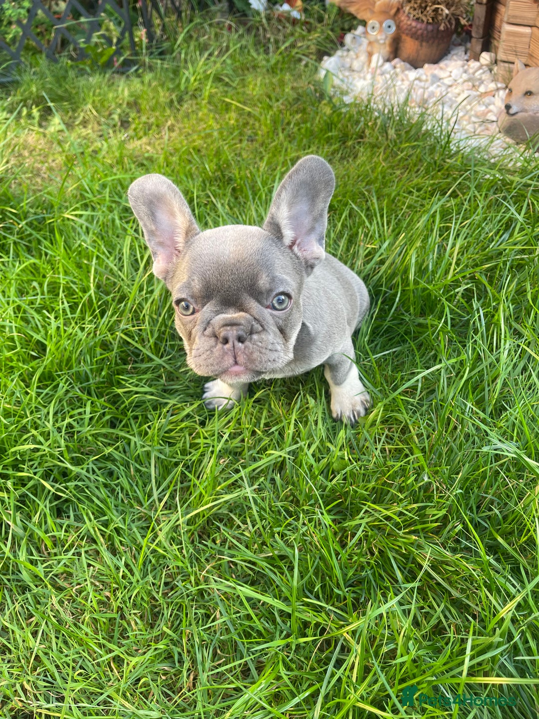 French Bulldog dogs for sale: KC registered french bulldogs  - Image 15