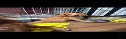 Cocker Spaniel dogs for sale: Beautiful Cocker Spaniels  - Advert 20