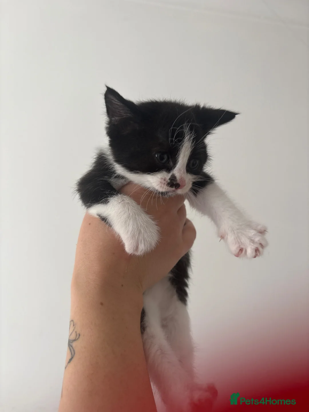 Siamese cats for sale: Mummy Dream  - Advert 2