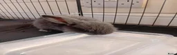 Mini Lop rabbits for sale: Adorable baby bunnies  - Advert 4