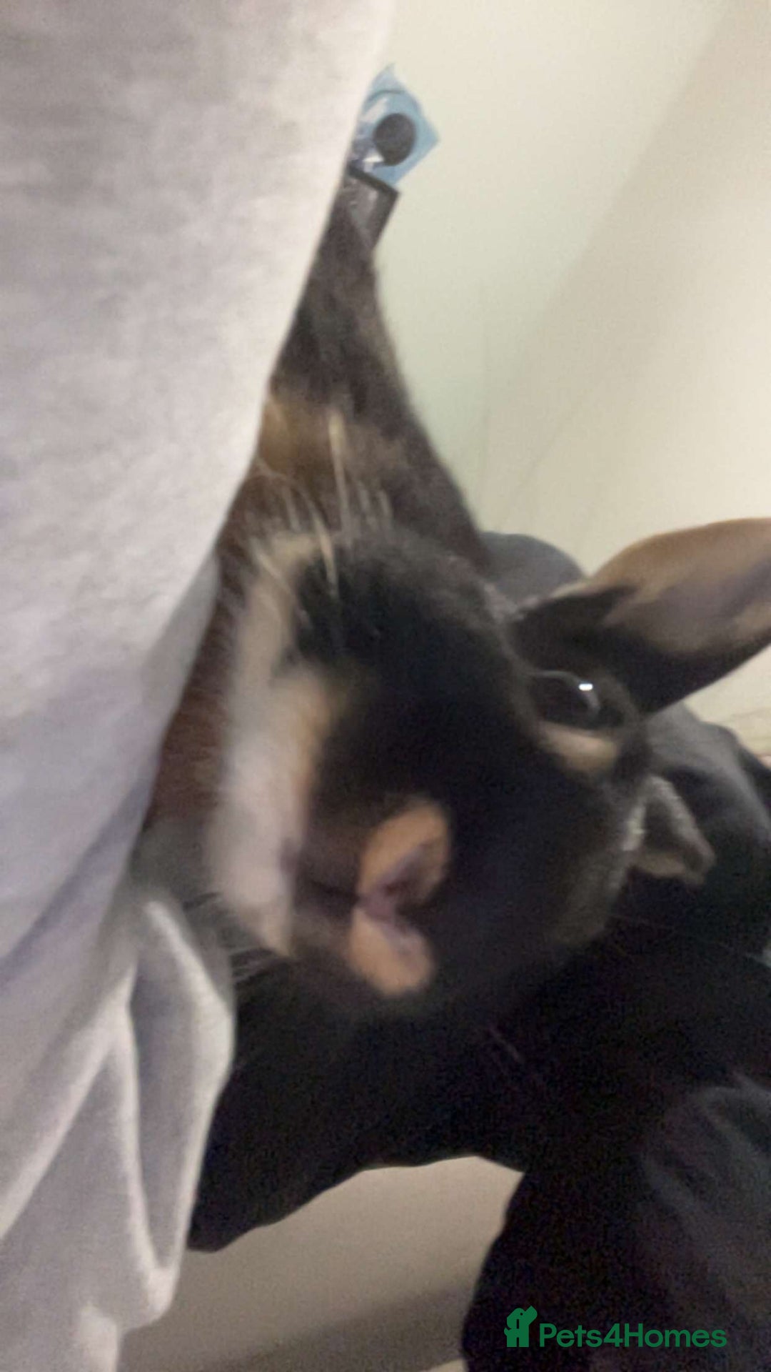 Netherland Dwarf rabbits for sale: Netherland dwarf for adoption  - Image 2
