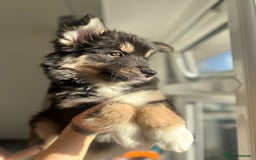 Pomsky dogs for sale: Family-Raised Pomsky Pups - Advert 33