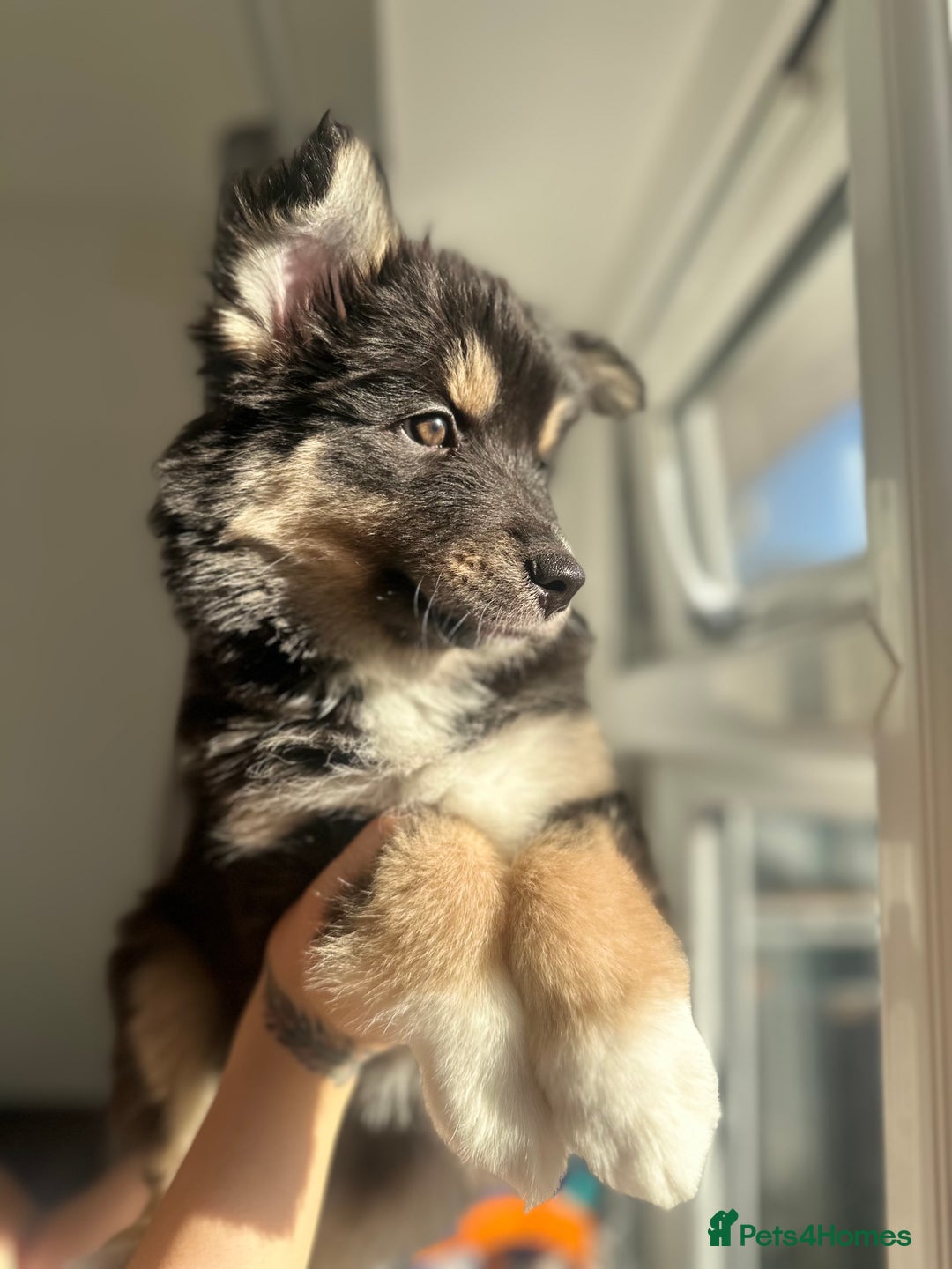 Pomsky dogs for sale: Family-Raised Pomsky Pups - Advert 33