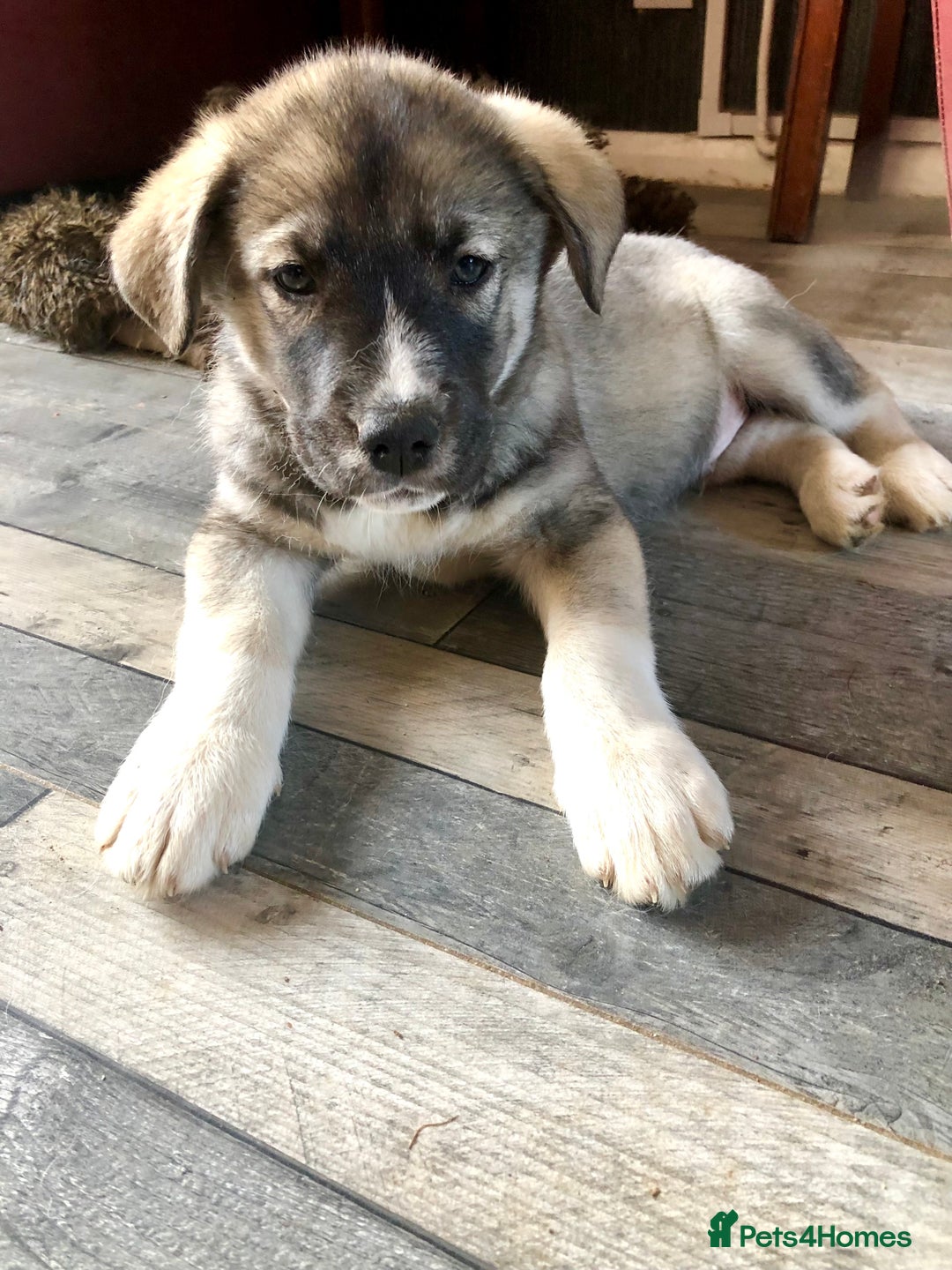 Mixed Breed dogs for sale: READY NOW! Caucasian Shepherd x Siberian Husky - Image 6