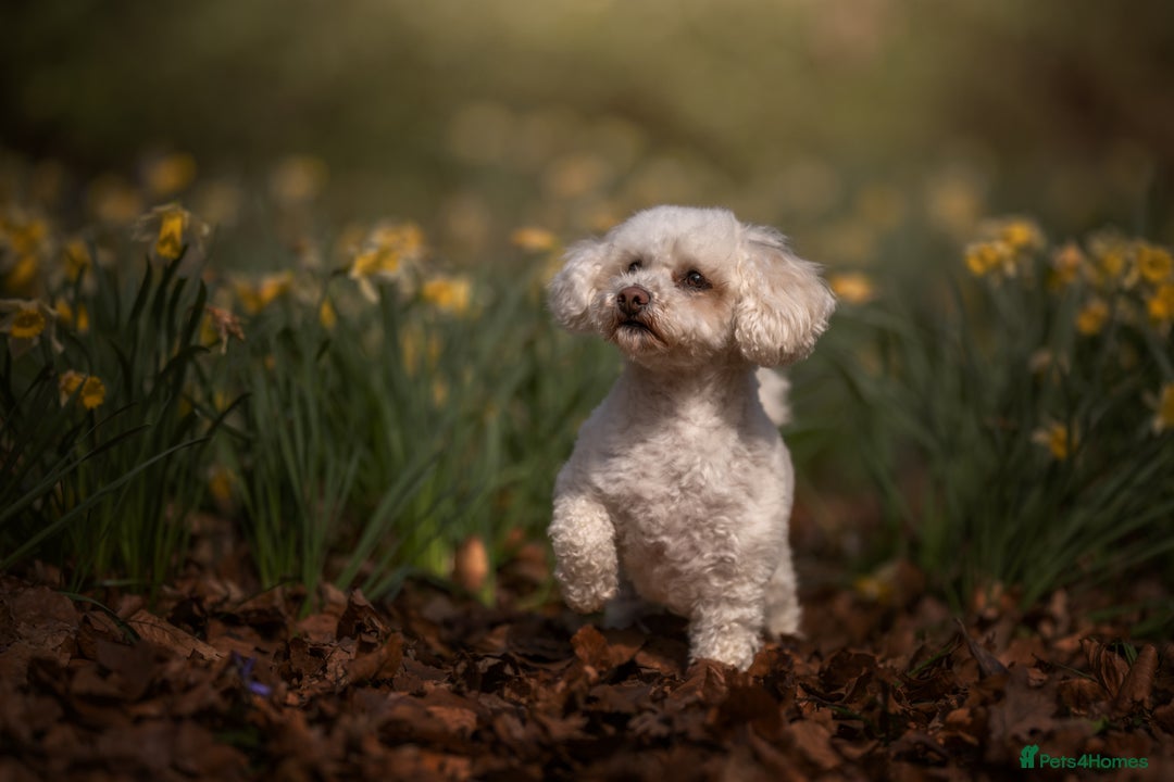 Mixed Breed dogs for sale: Rosie - Poochon sisters for sale - Advert 2