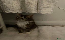 Maine Coon cats for sale: Beautiful Male Mainecoon  - Image 3