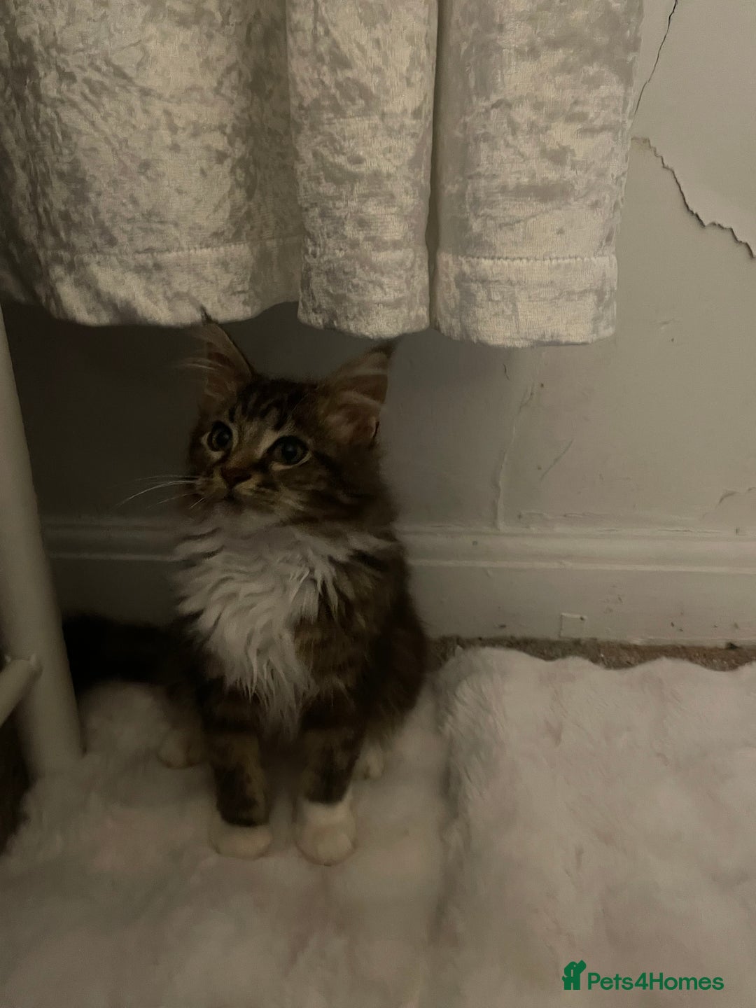 Maine Coon cats for sale: Beautiful Male Mainecoon  - Image 3