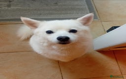 Pomsky dogs for sale: 🥰F3 POMSKY FEMALE 🥰  - Image 3