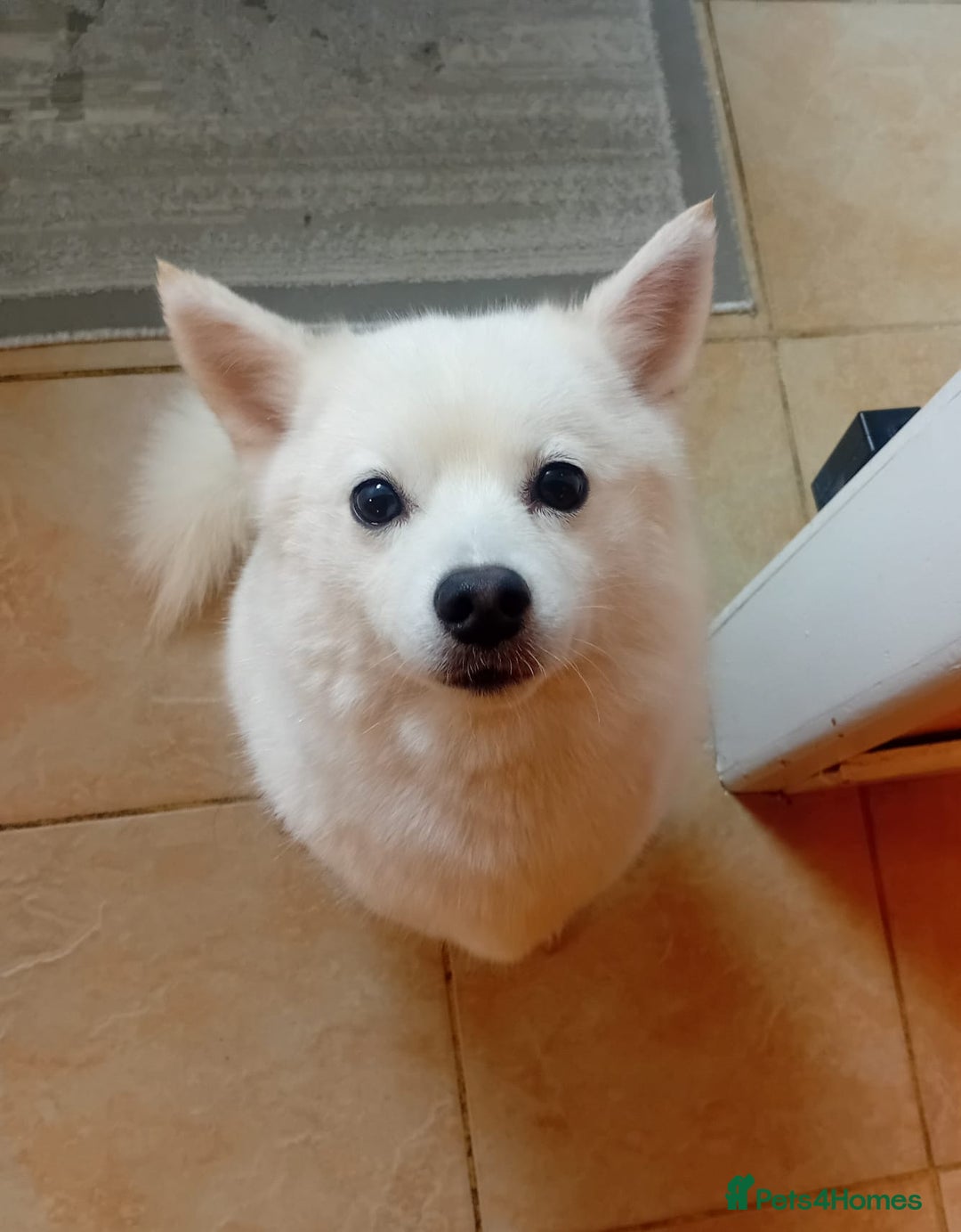 Pomsky dogs for sale: 🥰F3 POMSKY FEMALE 🥰  - Image 3