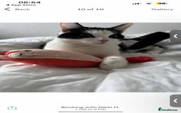 Domestic Shorthair cats for sale: 12 month black and white kitten - Image 3