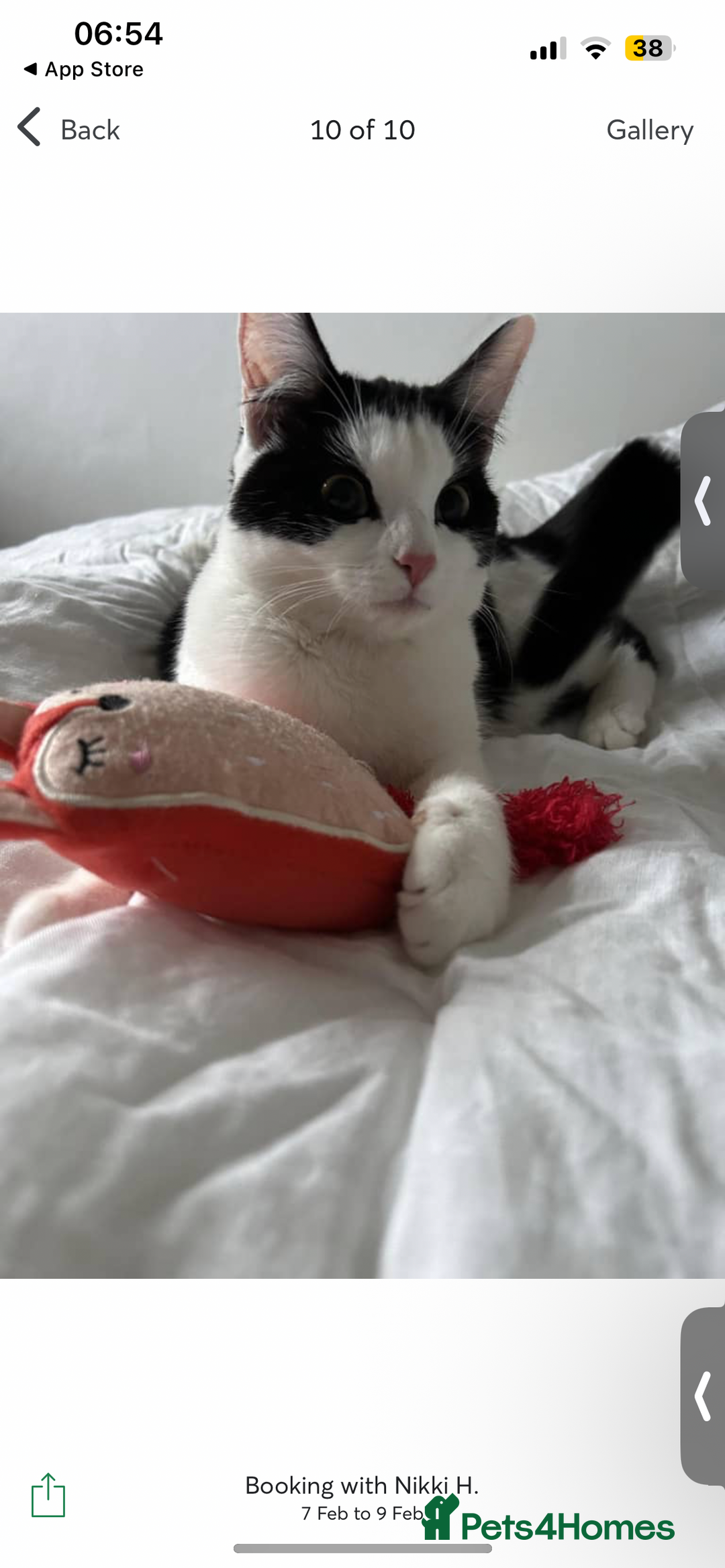 Domestic Shorthair cats for sale: 12 month black and white kitten - Image 3