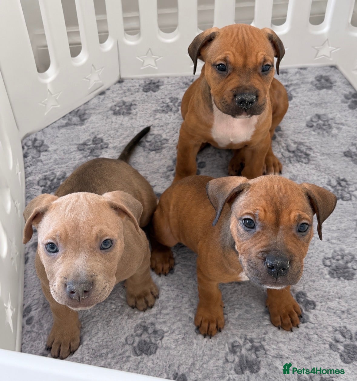 Mixed Breed dogs !Ready to leave!Mastiff x Olde English Buldogge  - Advert 21