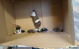 Mouse rodents for sale: <:3)~~~~ *!* baby pet fancy mice *!* <:3)~~~~ - Advert 5