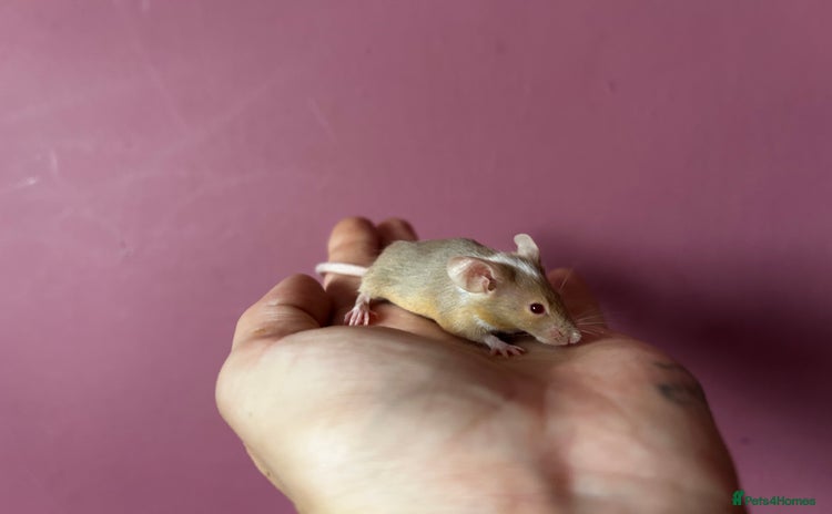 Mouse rodents - Advert 2