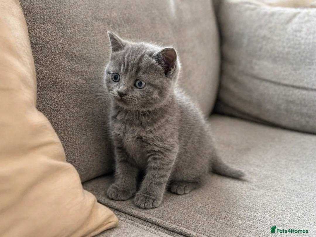 British Shorthair cats for sale: British Shorthair Kittens Looking for Their Homes - Advert 2
