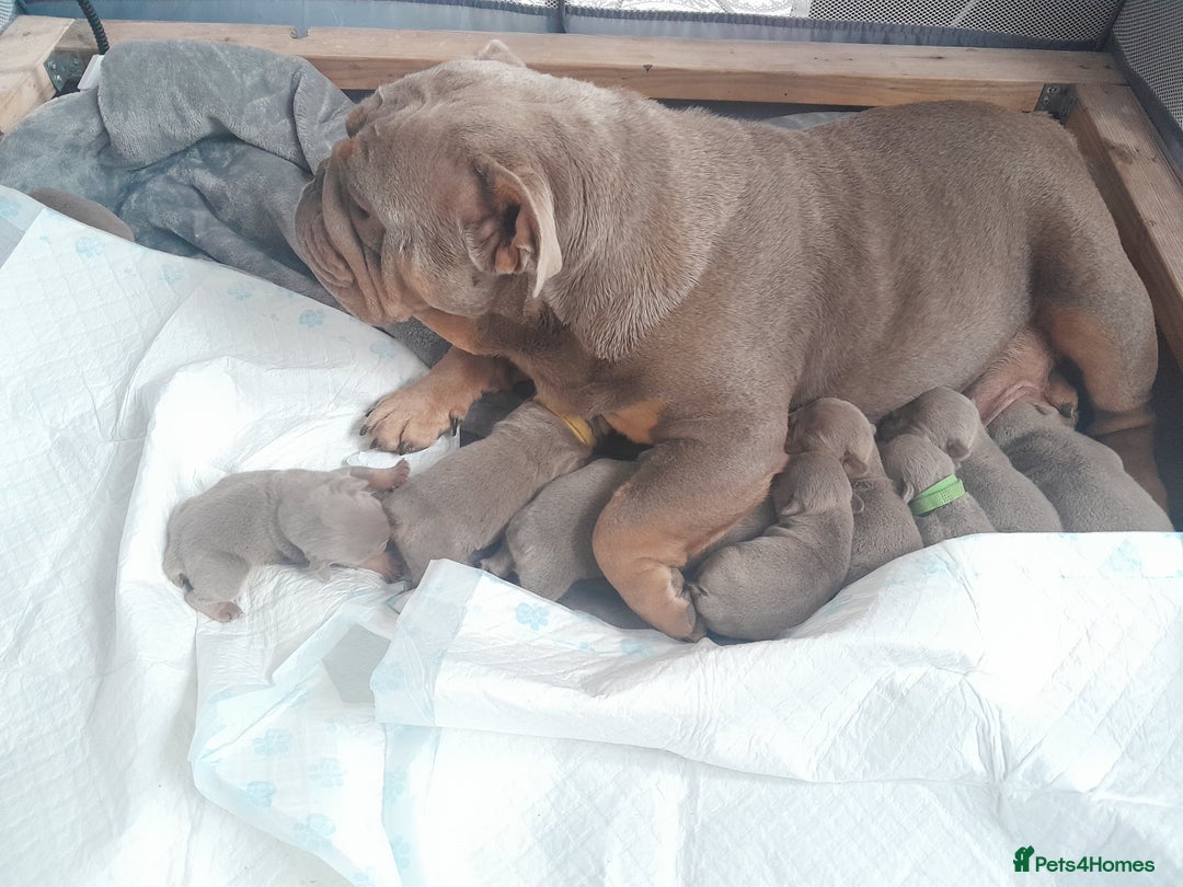 English Bulldog dogs for sale: Beautiful fullsuit litter of perfection 😃  - Image 9