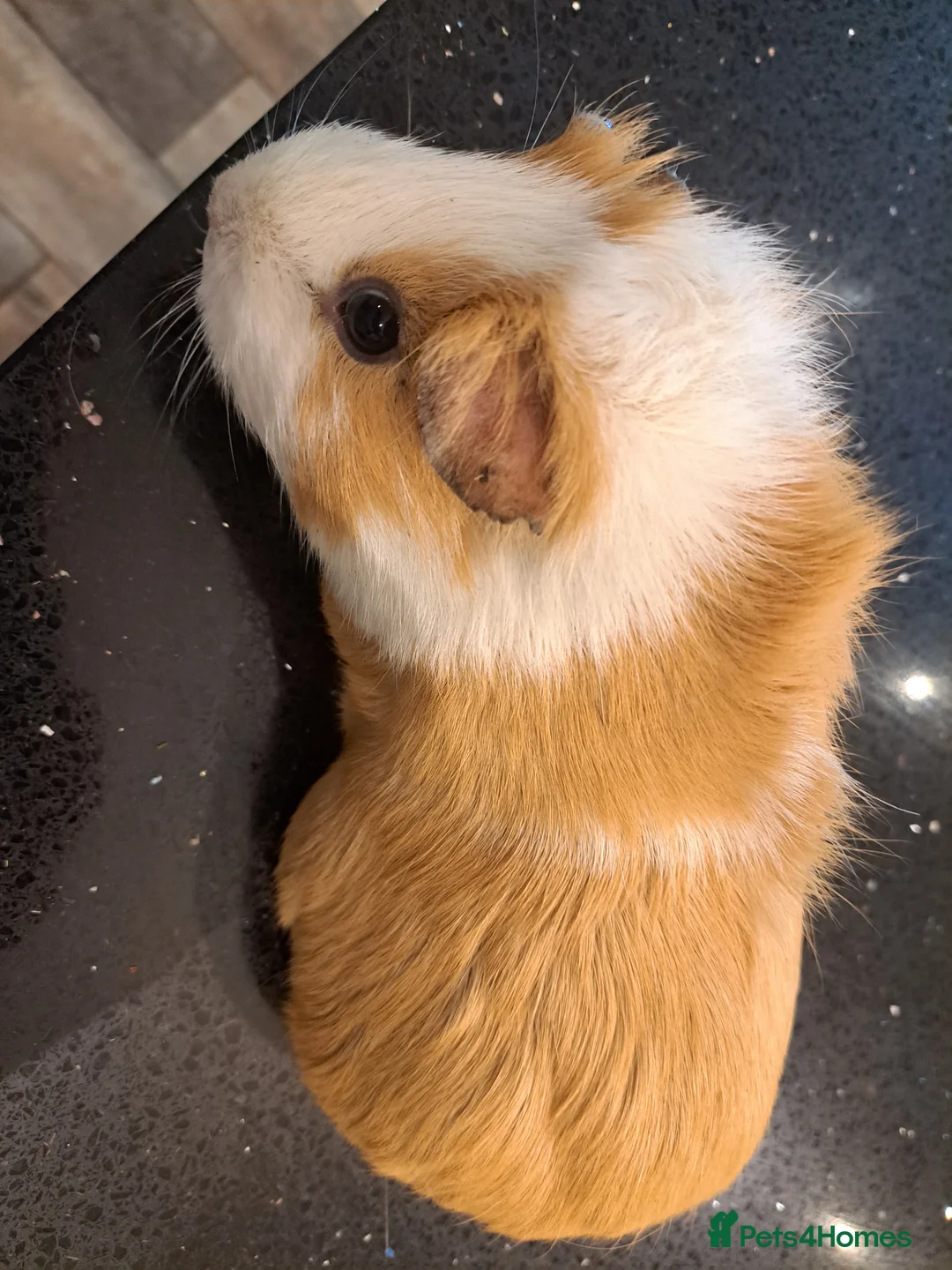 Guinea Pig rodents for sale: Female guinea pig around 4 years old - Advert 4
