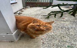 British Longhair cats for sale: Two adult cats who need rehoming together - Image 2