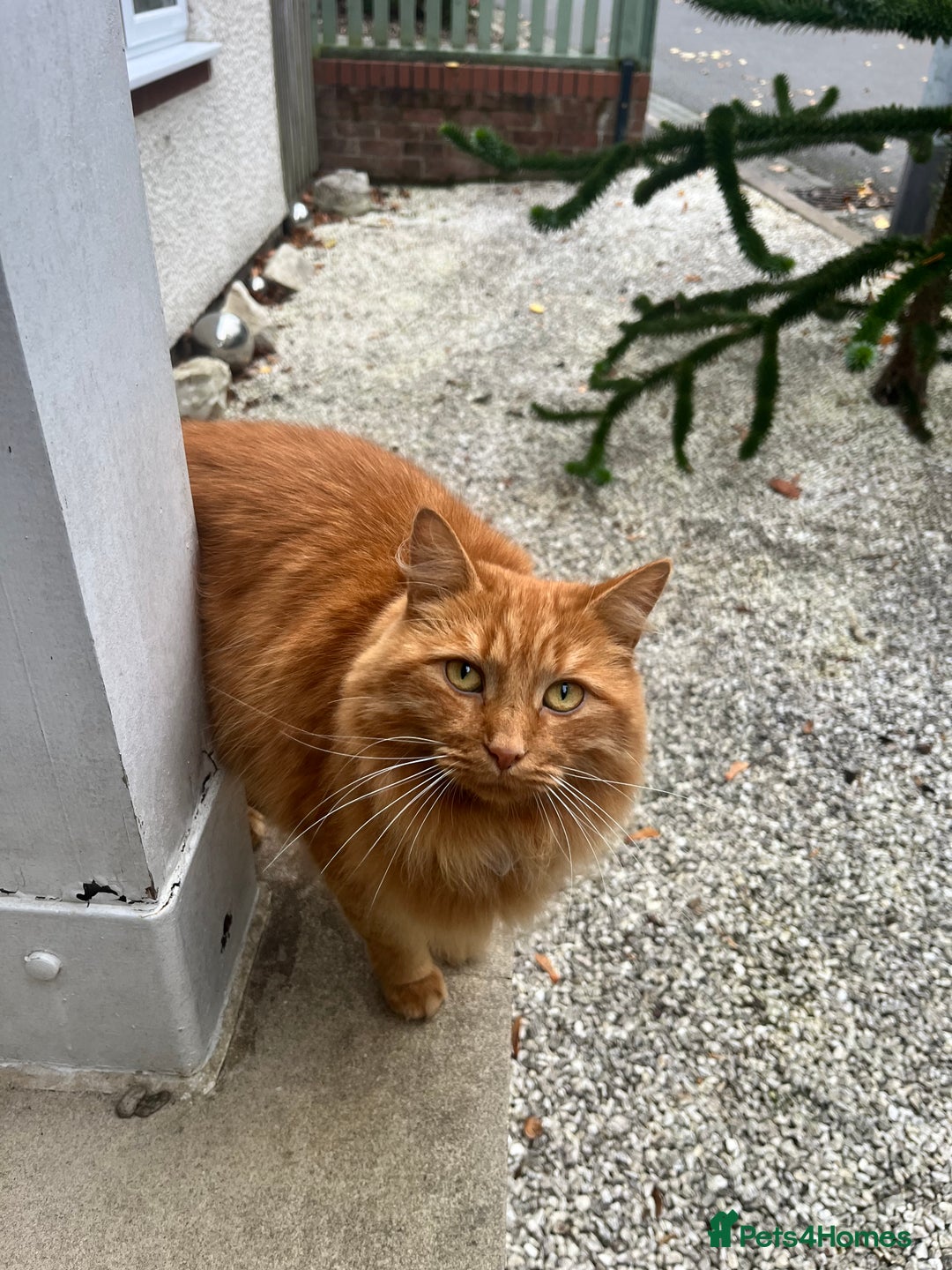 British Longhair cats for sale: Two adult cats who need rehoming together - Image 2
