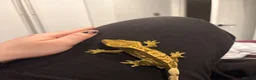 Gecko reptiles for sale: Jupiter the crested gecko  - Advert 7