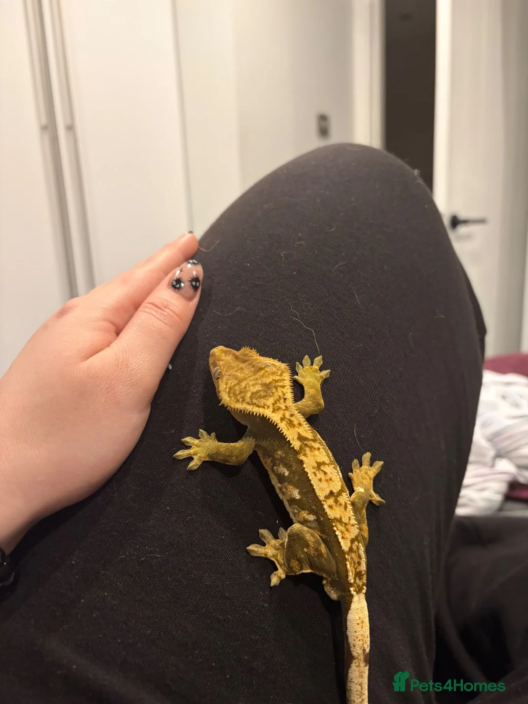 Gecko reptiles for sale: Jupiter the crested gecko  - Advert 7