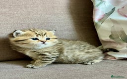 Scottish Fold cats for stud:  Amazing Scottish straight gold male for stud  - Image 9