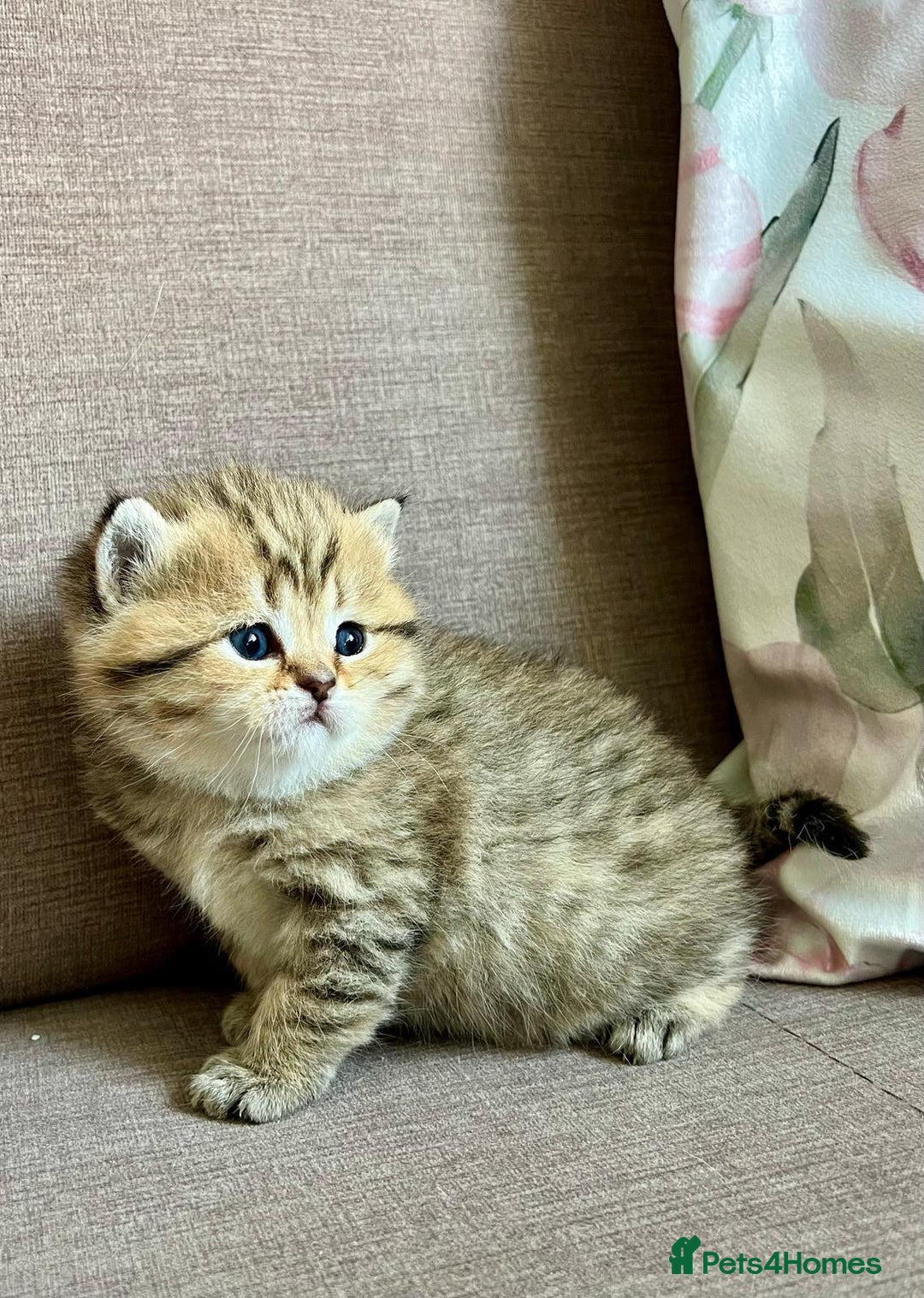 Scottish Fold cats for stud:  Amazing Scottish straight gold male for stud  - Image 9