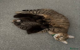 Mixed Breed cats for sale: Bengal/Maine Coon X Kittens - Image 7