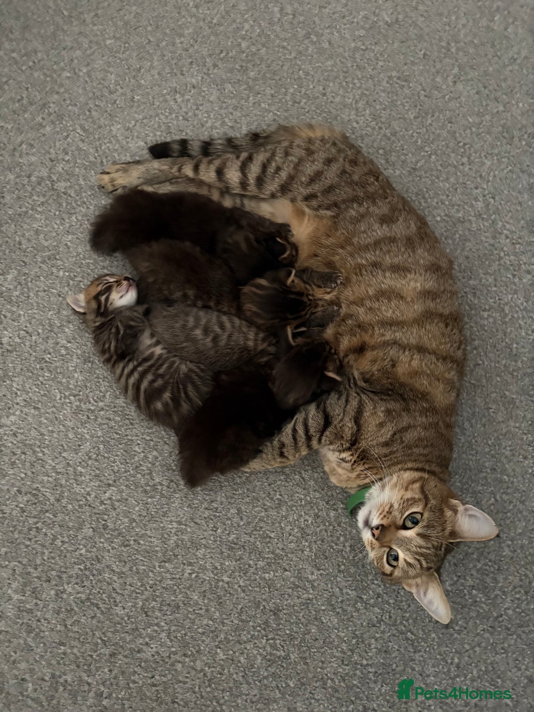 Mixed Breed cats for sale: Bengal/Maine Coon X Kittens - Image 7
