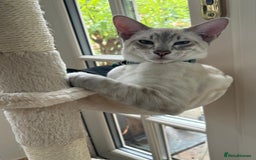 Bengal cats for sale: Beautiful Bengal Kittens - 4 boys, 1 girl - Image 10