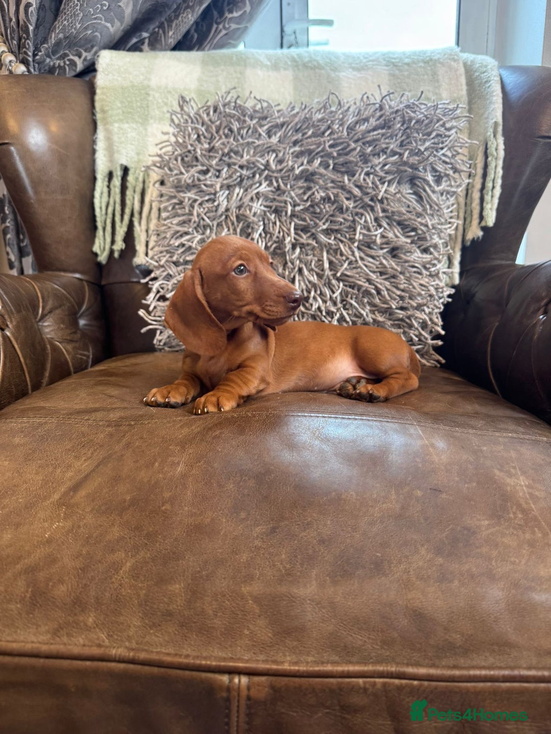 Miniature Dachshund dogs for sale: Miniature Dachshund Puppies - Image 10
